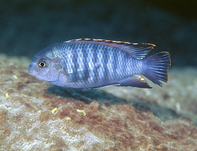 Tropheops sp. 'chilumba' Maison Reef